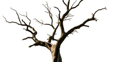 A stark and gnarled dead tree with bare, twisted branches, isolated on a white background, symbolizing desolation or the end of a season.