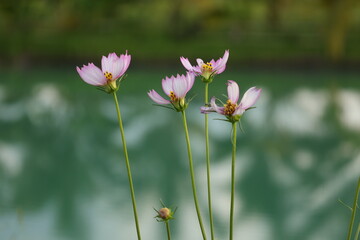 pink cosmos flower