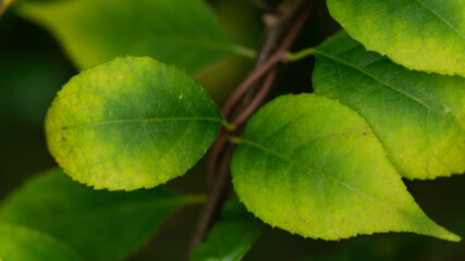 Obraz premium green leaves on a tree