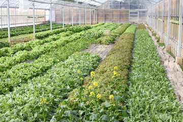 ビニールハウスで野菜を育てる様子
