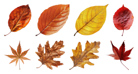 PNG Colorful autumn leaves collection, element set on transparent background