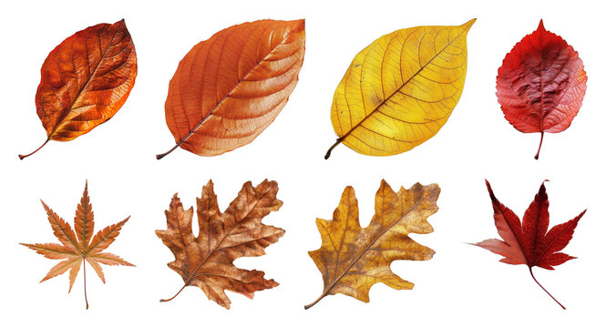 Fototapeta PNG Colorful autumn leaves collection, element set on transparent background