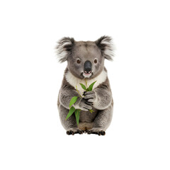 Obraz premium Cute koala sitting with eucalyptus leaves isolated on white background adorable wildlife animal