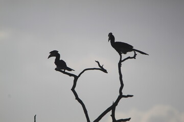 Amazing Birds in the Nature, Sri Lanka 