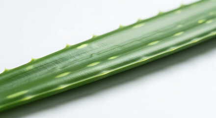 Fototapeta premium Close-up of a vibrant green aloe vera leaf with thorns along its edges.