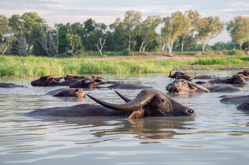 A herd of Thai buffalo swimming inside a lake