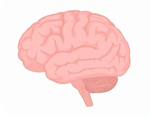 Gehirn - Schwingungen 