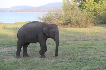 Amazing Elephants in Kaudulla National Park, Sri Lanka