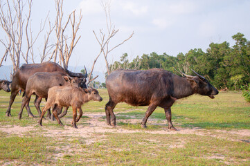 A herd of Thai buffalo are walking on wide field