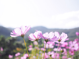 Fototapeta premium Pink cosmos flower in the garden