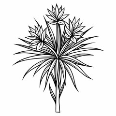 line art yucca filamentosa vector on white