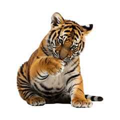 Obraz premium Playful baby tiger cub lying down isolated on white background