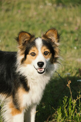 portrait of a tricolor border collie on grass smiling 