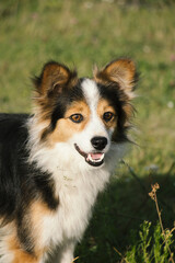 portrait of a tricolor border collie on grass smiling 