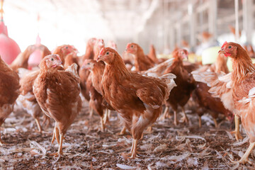 A lot of brown chicken in chicken farm
