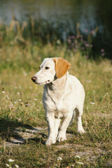 portrait of a golden retriever dog in the grass