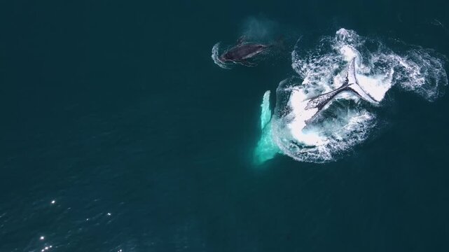 Humpback Whale, Costa Rica