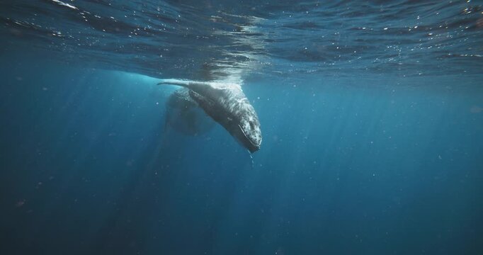 Humpback Whale, Costa Rica