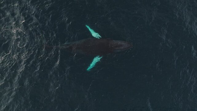 Humpback Whale, Costa Rica