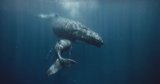 Humpback Whale, Costa Rica