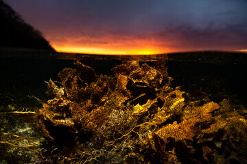 Golden seaweed beneath the surface in Jervis Bay, New South Wales, Australia, captured at sunset...