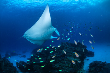 Manta ray circling a reef bommie cleaning station at Lady Elliot Island, Queensland, Australia, as small reef fish clean its body. © Gary