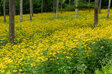 Obraz premium 森の花畑