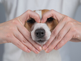 Owner holds her hands in the shape of a heart near the face of her Jack Russell Terrier. 