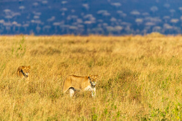 A pride of lions -Panthera Leo- in the golden light of the early morning in the Serengeti, Tanzania