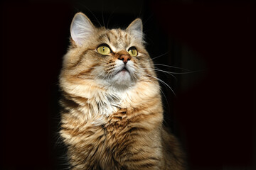 Close-up portrait of cute, furry cat, black background. Portrait of tabby cat, intensive staring in...