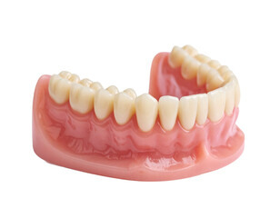 Obraz premium A 3D model of a full set of teeth with a realistic pink gum base, illustrating a healthy dental arch.