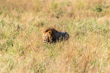 Close encounter with a male lion -Panthera Leo- that is walking across the plains of the Serengeti, Tanzania.