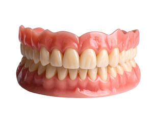 Obraz premium A 3D model of a full lower dental arch, showing the detailed structure of healthy teeth and gums.