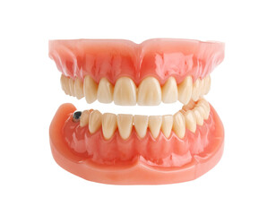 Obraz premium A 3D model of a pair of upper and lower dental arches with a full set of teeth and gums.