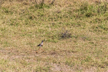 Close-up of a crowned lapwing - Vanellus coronatus- in the Ngorogoro Crater, Tanzania