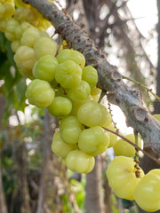 close up of a bunch of star gooseberry on a tree