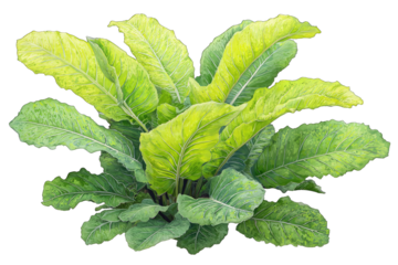 Close-up of vibrant green and yellow leafy plant.  Large, overlapping leaves with intricate details.  Healthy growth