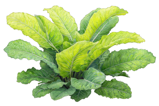 Close-up of vibrant green and yellow leafy plant.  Large, overlapping leaves with intricate details.  Healthy growth