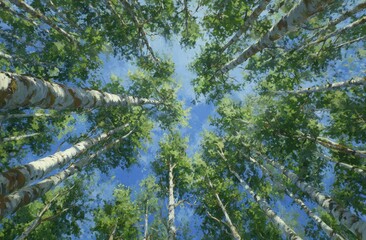 Fototapeta premium Looking Up Through a Dense Canopy of Green Leaves and Branches Towards a Bright Blue Sky