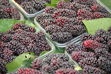 Fresh mulberries in clear containers at market