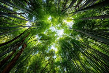 Looking Up Through Tall Green Trees in a Dense Forest with Sunlight Filtering Through