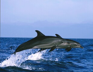 Fototapeta premium dolphin