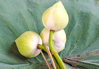 Lotus flower for Buddhist religious ceremony 