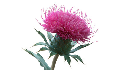 Vibrant Pink Thistle Flower Blossom with Green Foliage on Transparent Background