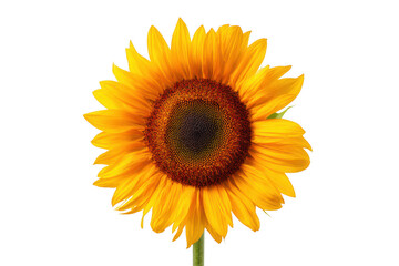 Fototapeta premium Vibrant Yellow Sunflower Blossom with Detailed Brown Center Isolated on a Black Background