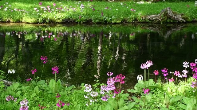 映る九輪草