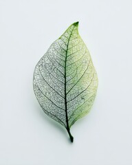 Delicate leaf with intricate vein patterns showcasing natural beauty and organic design against neutral background