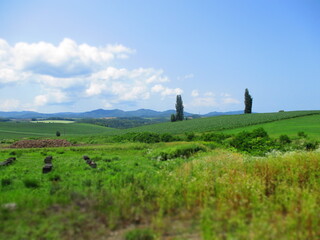 Biei, Hokkaido, Japan - Diorama Effect