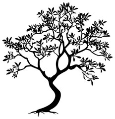 Fangipani tree silhuoette drawing