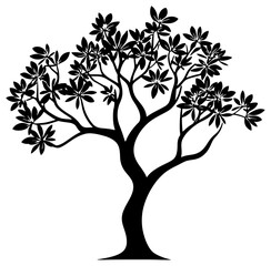 Obraz premium Fangipani tree silhuoette drawing